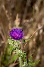 Flower of thistle with insects isolated against blurred background in portrait format
