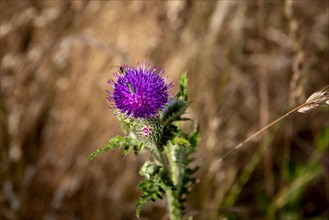 Flower of thistle with insects isolated against blurred background