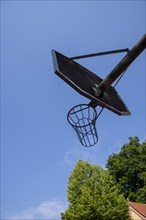 Basketball hoop from below with leafy trees in the background