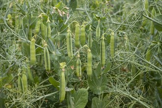 Pods of the field pea
