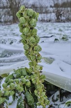 Brussels sprouts in winter