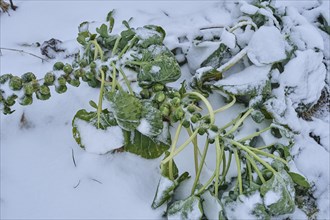 Brussels sprouts in the snow