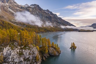 Autumn larch forest with Lake Sils with island