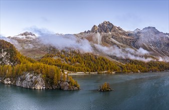 Autumn larch forest with Lake Sils with island