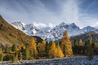 Golden larches in front of snow-covered mountains
