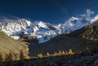 Golden larches in front of snow-covered mountains
