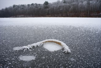 An icy leaf on a frozen lake. Brandenburg