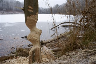A tree freshly gnawed by a beaver