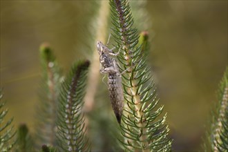 Exuvium of a large dragonfly on a fir branch in a body of water. Brandenburg