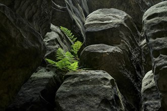 Green fern between rocks. Saxony