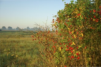 Red rosehips of a rosa canina