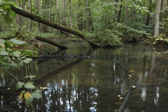 A near-natural stream flows through an alder swamp forest. Brandenburg