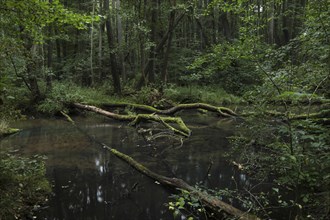 A near-natural stream with deadwood flows through an alder swamp forest. Brandenburg