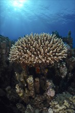 Low staghorn coral