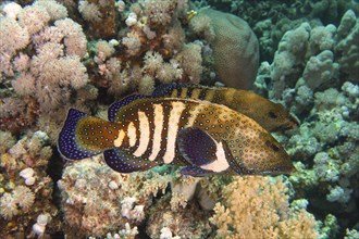 Pair of bluespotted grouper