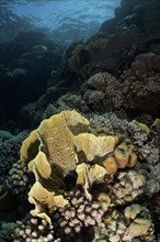 Blade firel coral