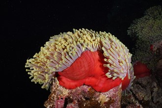 Red splendour anemone