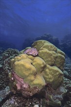 Rough brain coral