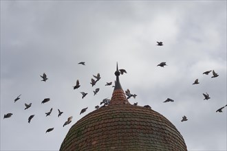 City pigeons