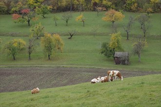DSC03Autumn landscape with cows