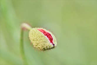 Common poppy