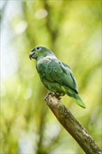 Southern mealy parrot