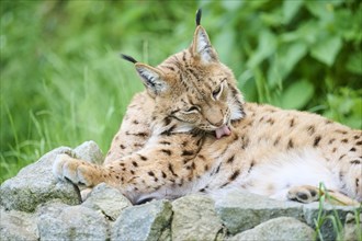Eurasian lynx