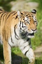 Siberian tiger