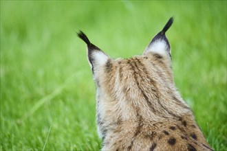 Eurasian lynx