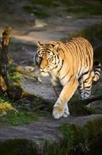 Siberian tiger