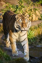 Siberian tiger