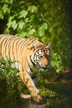 Siberian tiger