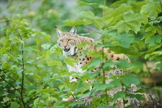 Eurasian lynx