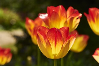 Garden tulip