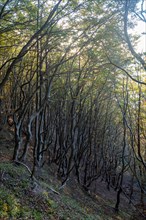 Crippled beech trees at the cliffs of Möns Klint