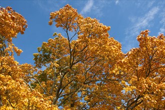 Crown of a maple tree in the autumn sun in the Nuthe-Nieplitz lowlands near Tremsdorf