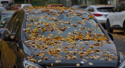Leaves lying on a car after a strong autumn wind