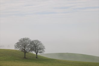 Farmland and two trees in the fog