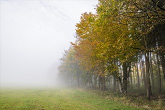 Forest edge in autumn mist