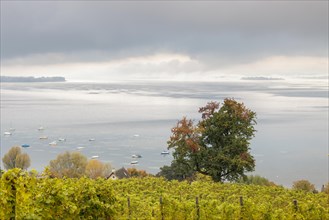 Foggy atmosphere over Lake Constance on an autumn morning