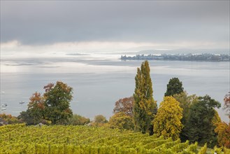 Foggy atmosphere over Lake Constance on an autumn morning