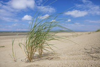 Dune landscape on the North Sea coast in De Panne