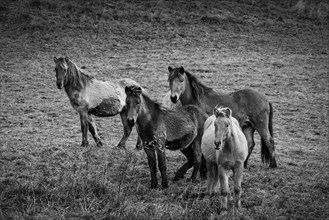 Four Icelandic horses are standing in a pasture. Autumn