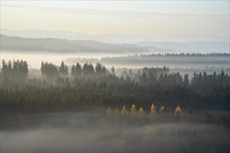 Autumn landscape in the morning in the fog near Isny in Allgäu. Forest and mountains. Some trees