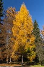 Trees in autumn. In the foreground a yellow larch. Blue sky