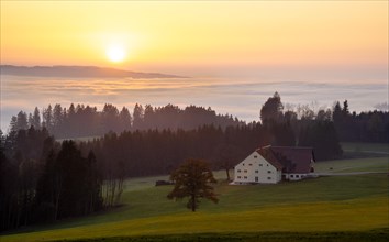 Landscape in the Allgäu in autumn at sunset. Inversion weather. View of a farm and mountains behind it. The valley in between is filled with fog. The sun is low in the sky. Allgäu