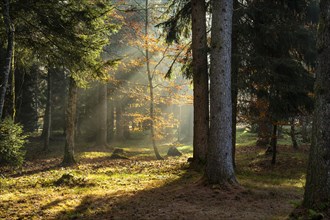 Forest landscape in the Allgäu in autumn. The sun shines in from the side. The side light falls on a small tree in autumn leaves. Allgäu