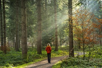 Forest landscape in the Allgäu in autumn. A woman is walking along a path. The rays of the morning sun are visible in the sidelight due to light fog. Trees in autumn foliage. Allgäu