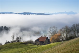 Landscape in the Allgäu in autumn. Low clouds hang in the valley. Fog rises. A single farm. Mountains in the background. Inversion weather