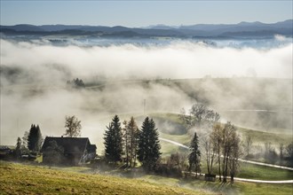 Landscape in the Allgäu in autumn. Deep clouds hang in the valley. Fog rises in the sun. A single farm in the foreground. Mountains in the background. Inversion weather